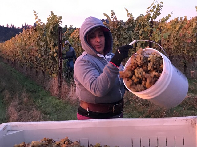 Photo of vineyard worker picking grapes.