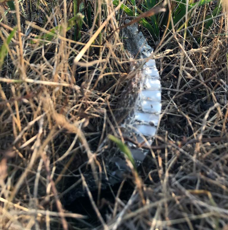 Snake skin from a gopher snake.