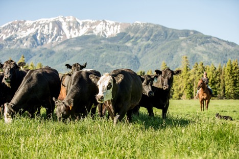 Cows in a field.