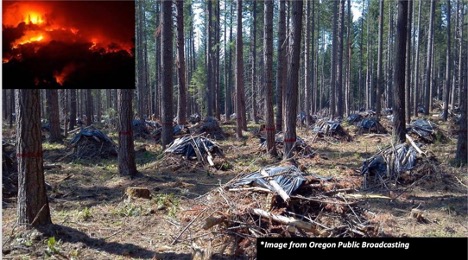 Forest fire aftermath