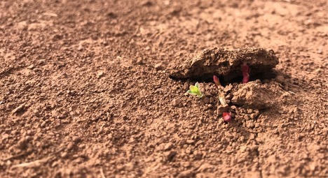 Bud breaking through ground.