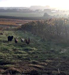 Chickens on a farm.