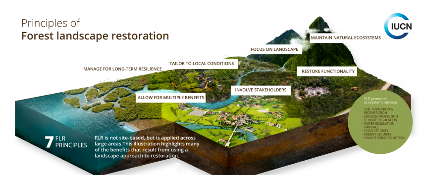 Forest Land Restoration