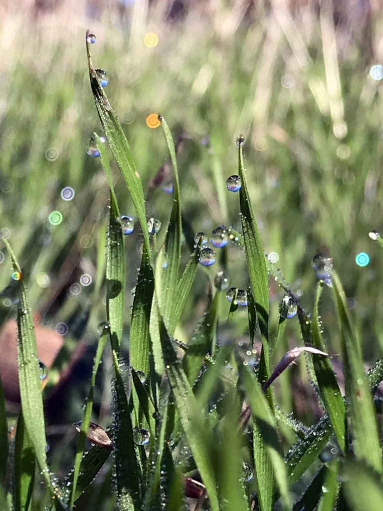 Dew on grass.