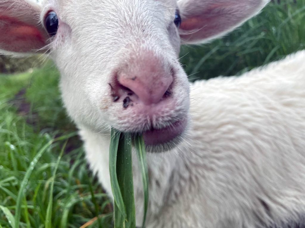 Lamb eating grass.