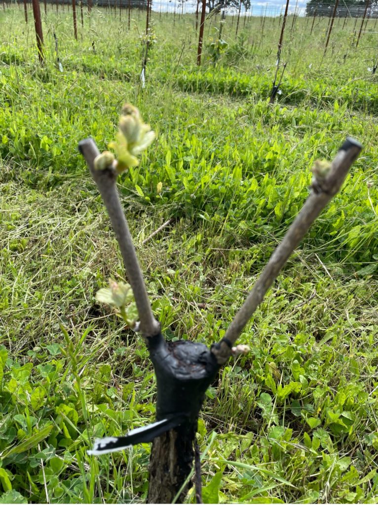 Bud break and signs of life