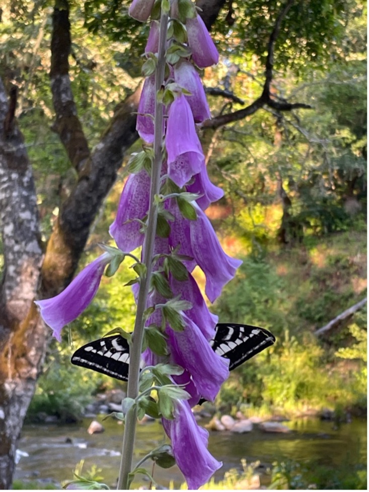 Flowers and a butterfly