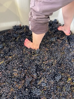 Foot stomping grapes.