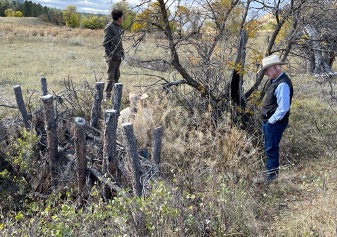 Beaver dam