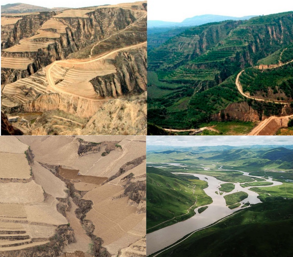 Before and after loess restoration.