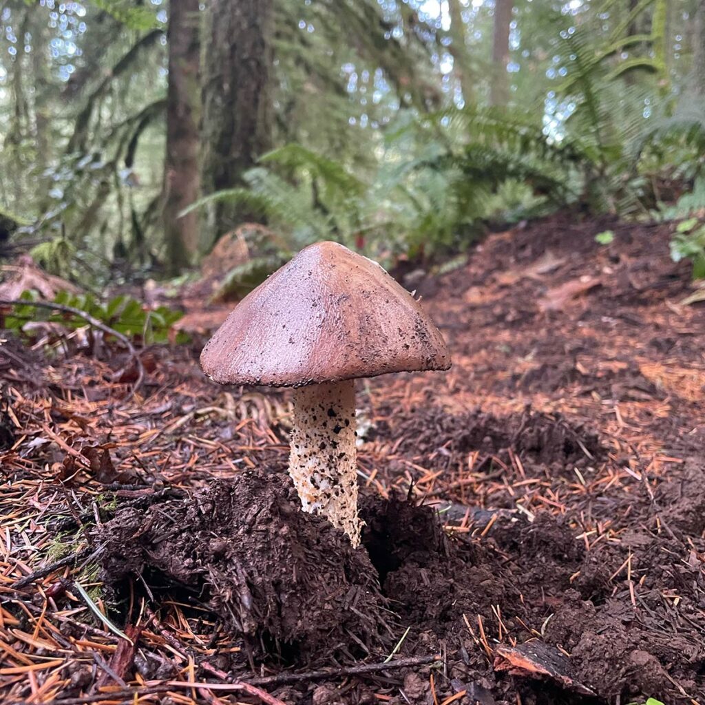 Mushroom poking through soil.